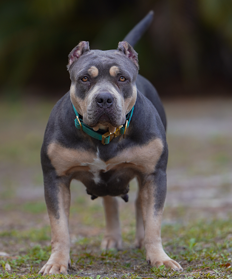 Caona Bully Kennels 2023, XL American Bully Puppies