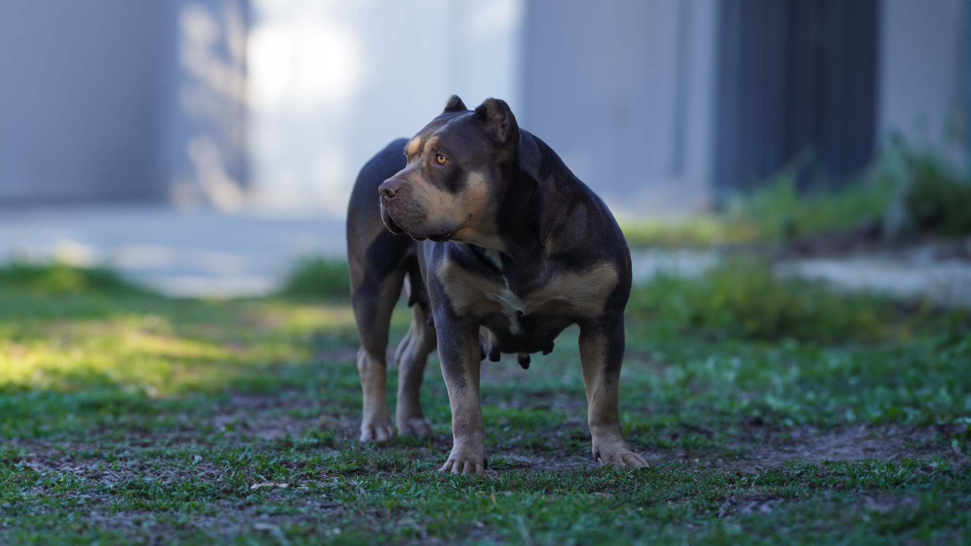 You are currently viewing The Tri XL American Bully