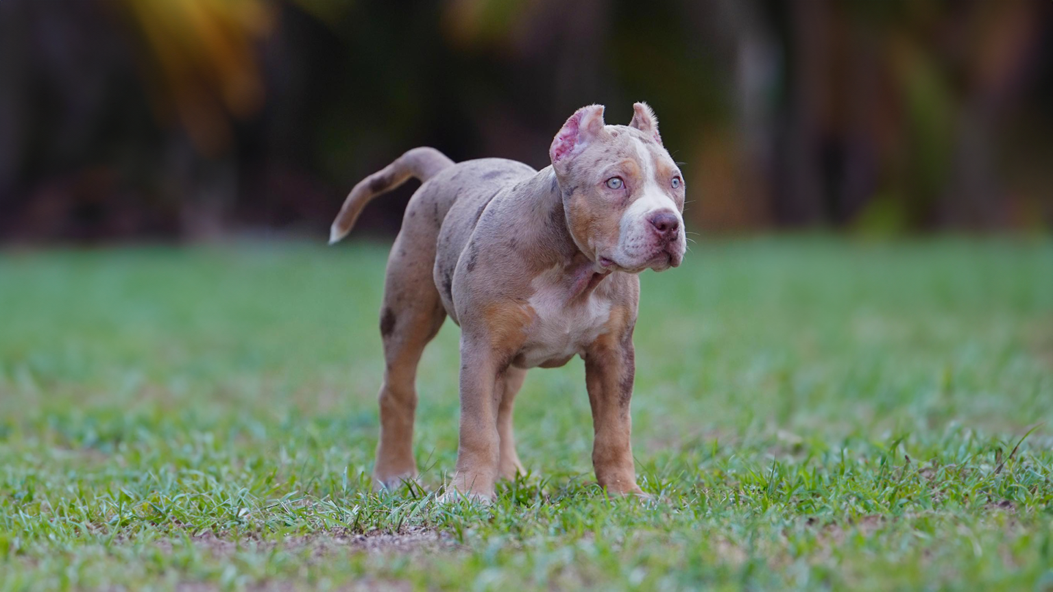 The Merle XL American Bully | Royal XL Bullies