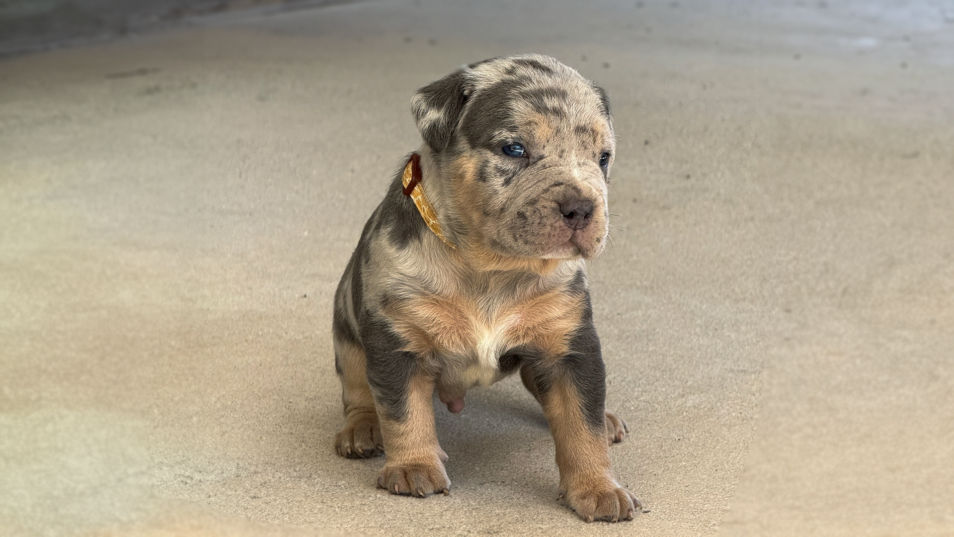You are currently viewing The Merle XL American Bully
