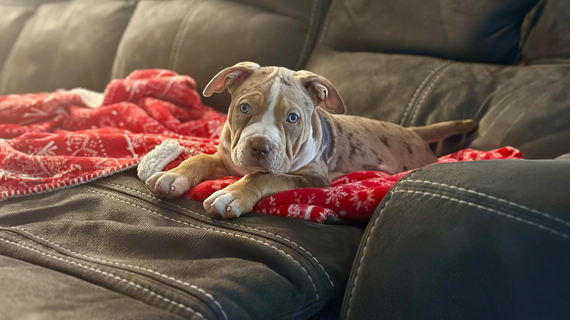 Read more about the article Socializing an XL American Bully Puppy