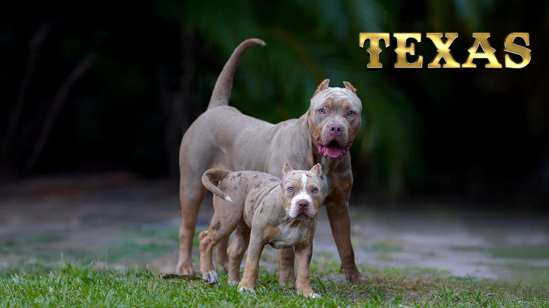 xl american bullies for sale in texas