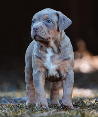 lilac bully puppies cost