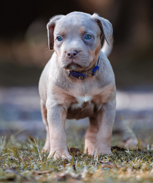 lilac tri bully puppies price