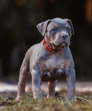 lilac tri xl bully puppies cost