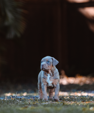 lilac xl bully puppy for sale