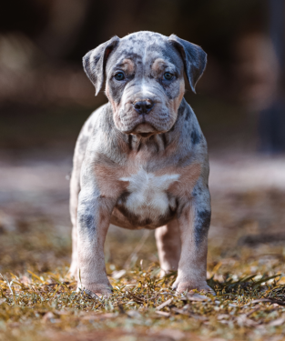 merle tri american bully puppy for sale
