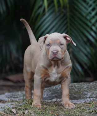 pitbull puppies for sale florida