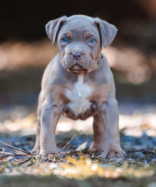 xl bully puppies for sale near me